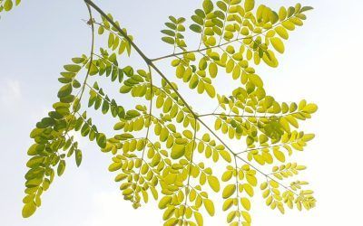 10 RAZONES PARA INCOPORAR LA MORINGA A TU DÍA A DÍA
